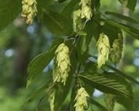 hop hornbeam2.jpg